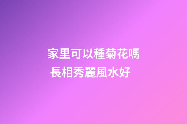 家里可以種菊花嗎 長相秀麗風水好